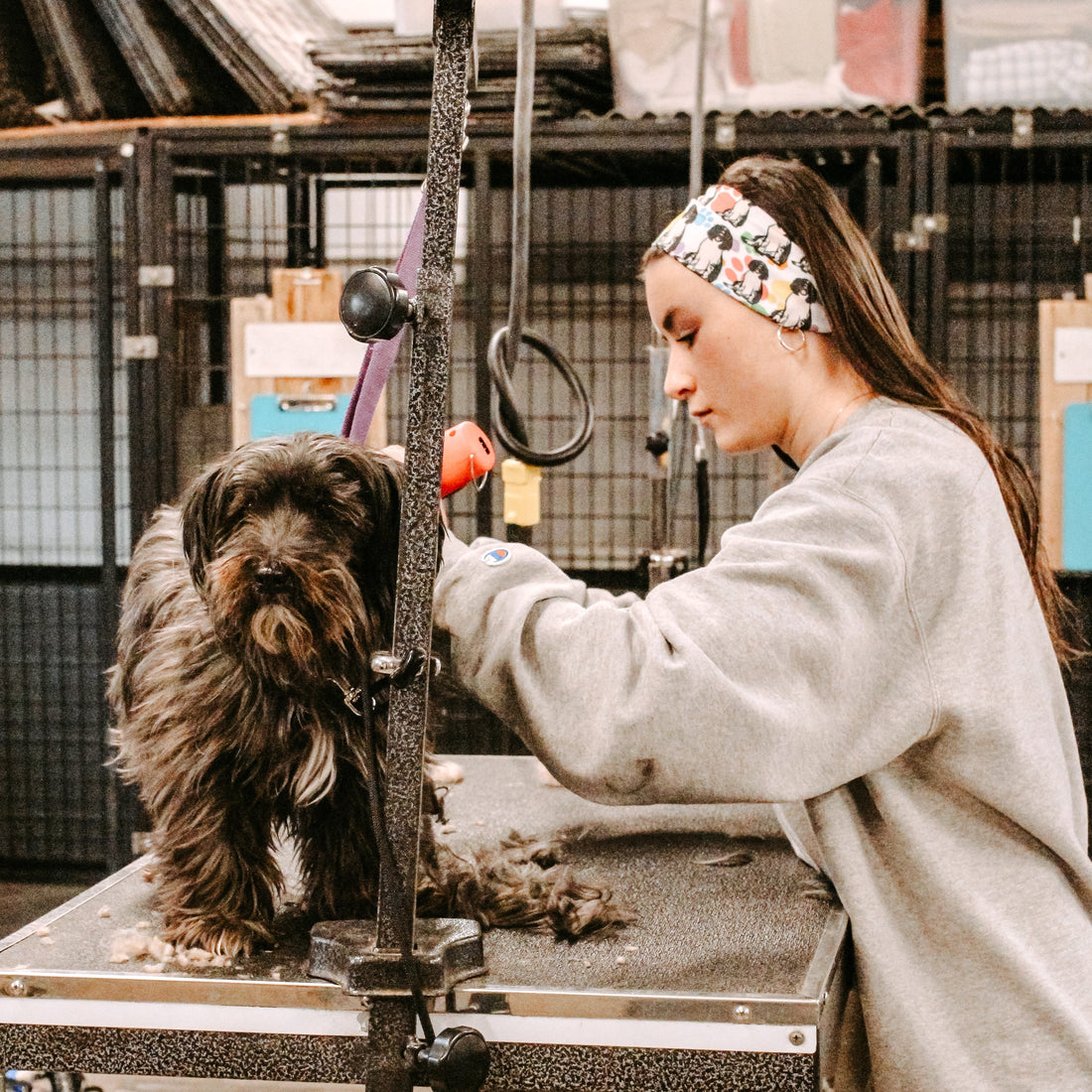 Springer Spaniel Stretch Headband - The Sassy Olive
